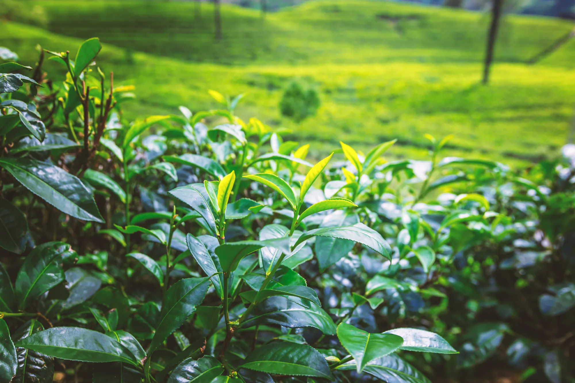 Vitality & Longevity — the leaf