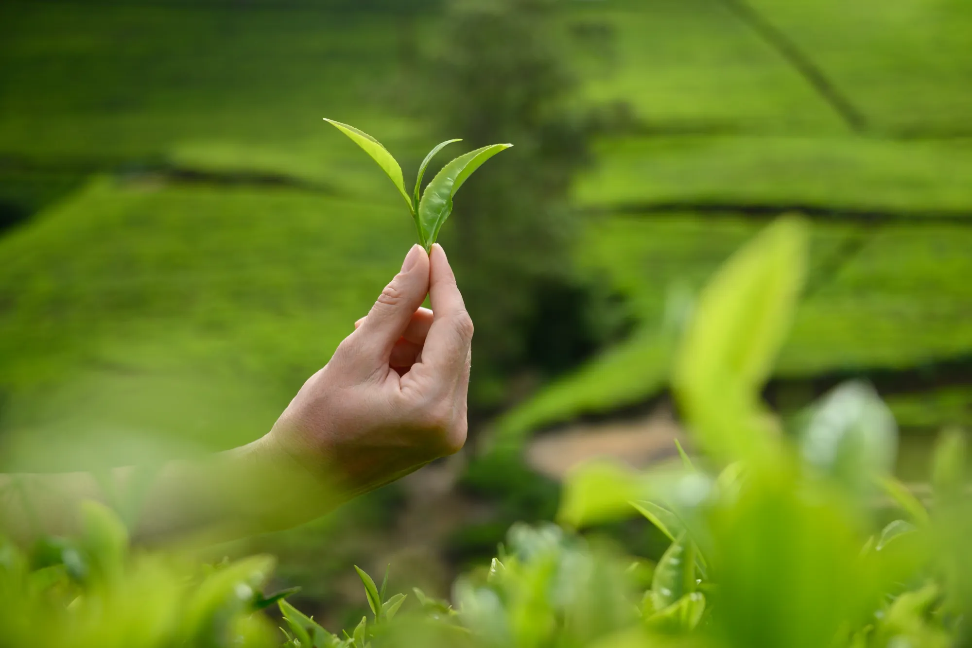 A hand holding a freshly picked two-leaves-and-a-bud tea shoot