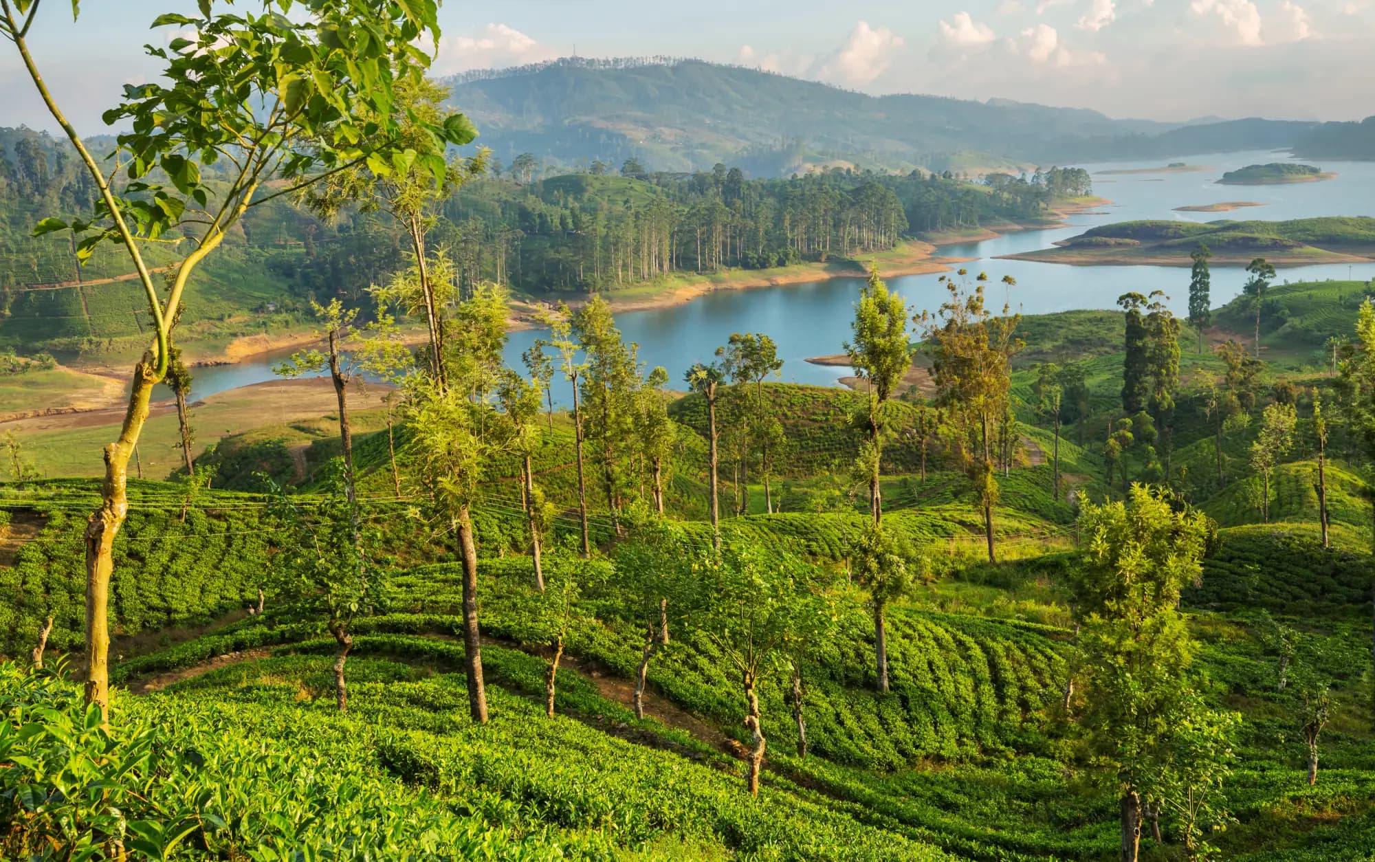 Tea estate rolling toward a highland reservoir at dawn, Sri Lanka